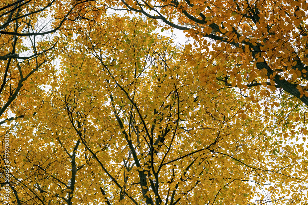 Fototapeta premium Autumn forest with multi-colored leaves that fell from the trees.
