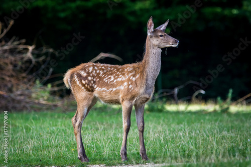 Deer eating