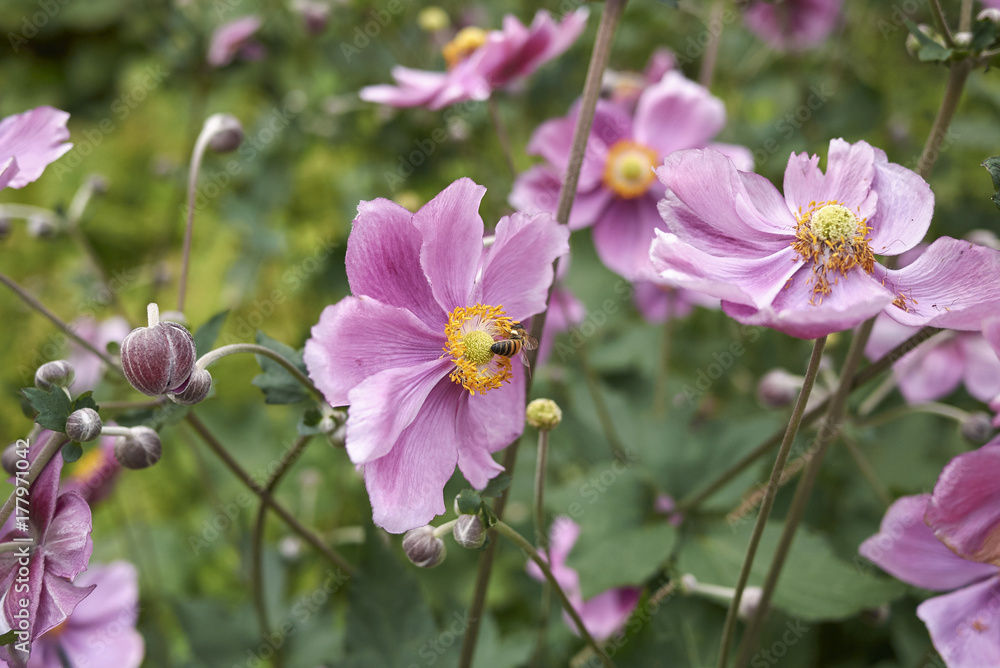 Fototapeta premium Anemone hupehensis