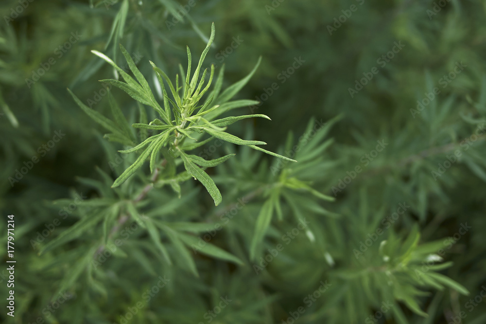 Artemisia vulgaris Artemisia vulgaris