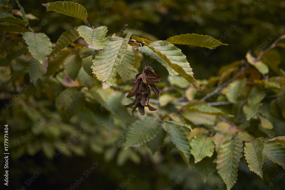 Carpinus betulus Carpinus betulus