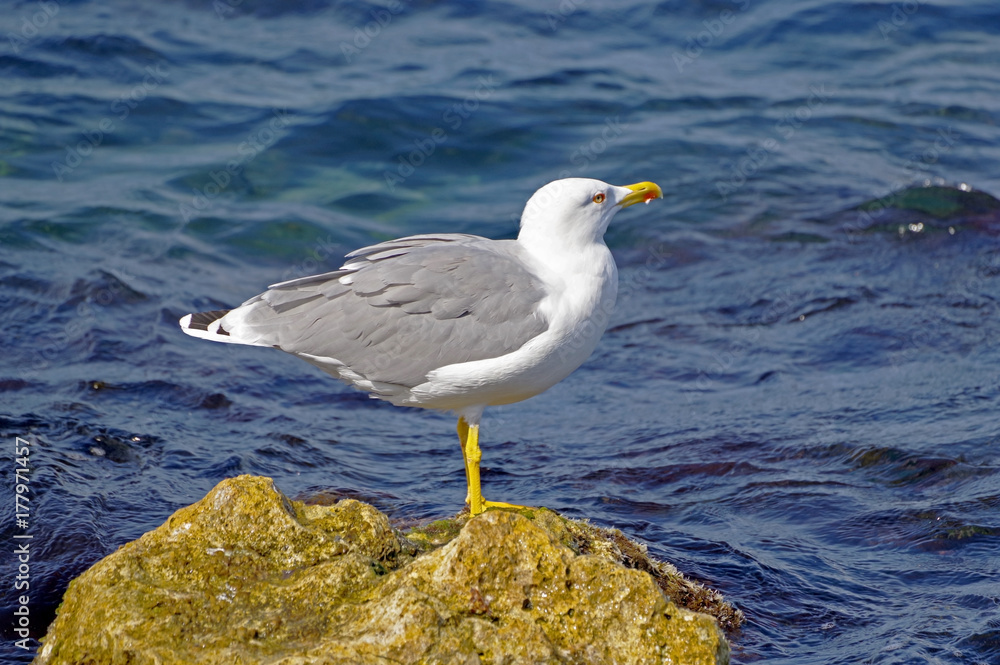 Fototapeta premium the big seagull