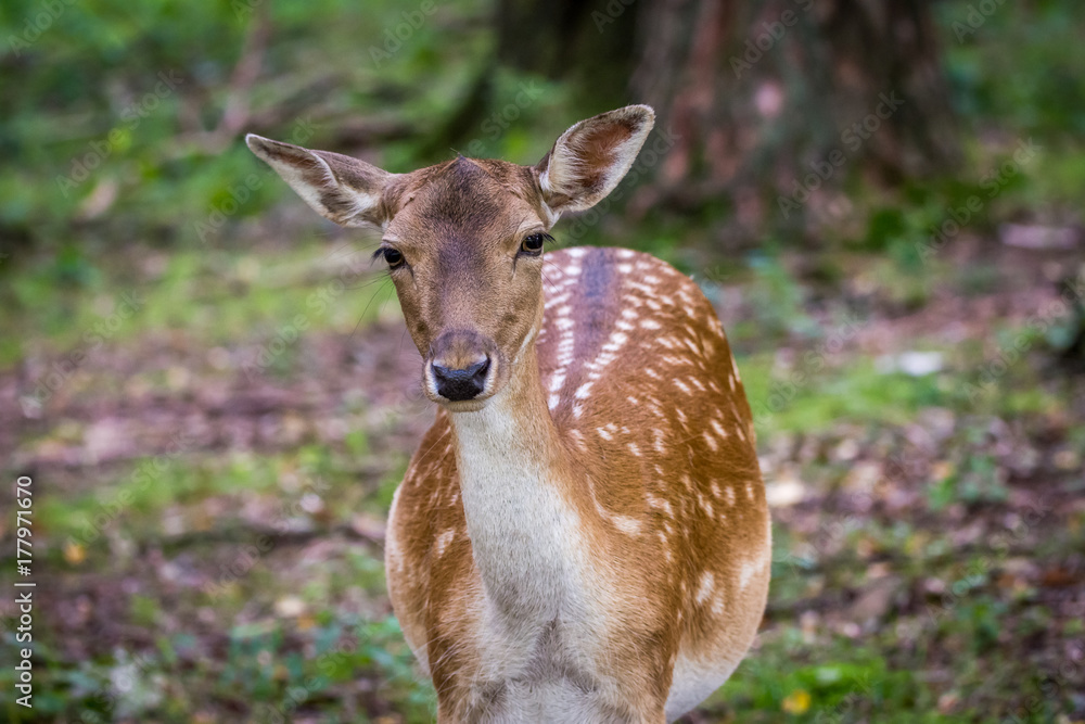 Deer portrait Deer portrait