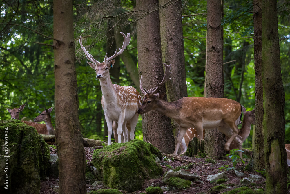 Deer in forrest Deer in forrest
