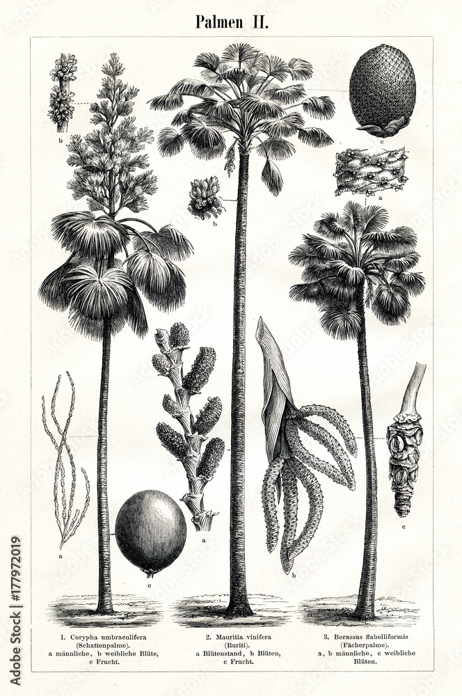 Naklejka premium Palms II (from Meyers Lexikon, 1896, 13/442/443) 