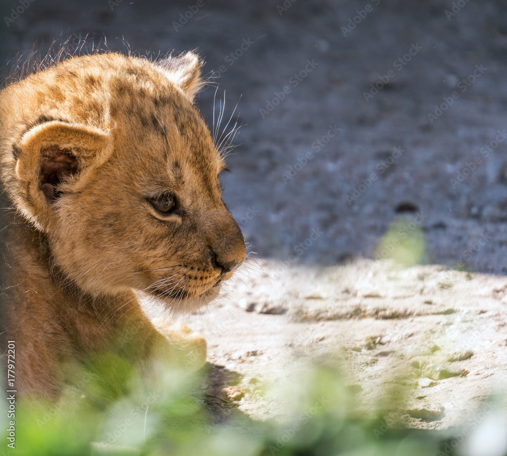Lion cub sitting and pawing up, close up