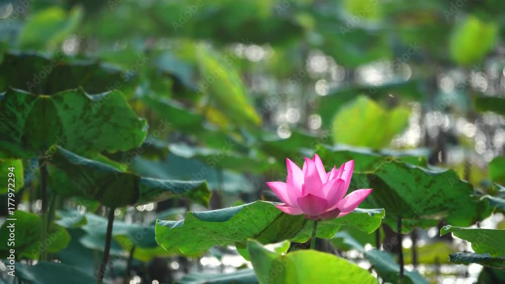Beautiful flowers background. Beauty blossom pink lotus flower, yellow pistil with green leaf background in a country in early morning. Clip 4k high resolution Beautiful flowers background. Beauty blossom pink lotus flower, yellow pistil with green leaf background in a country in early morning. Clip 4k high resolution