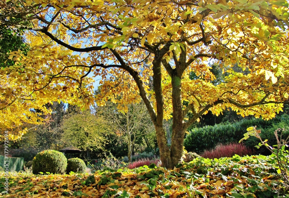 Fototapeta premium Herbst im Japanischen Garten, Würzburg