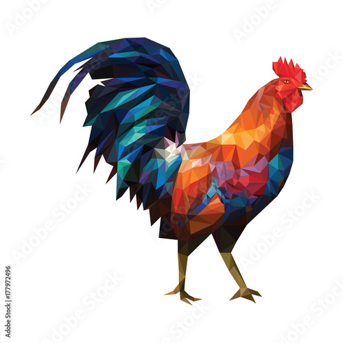 Colorful rooster on a white