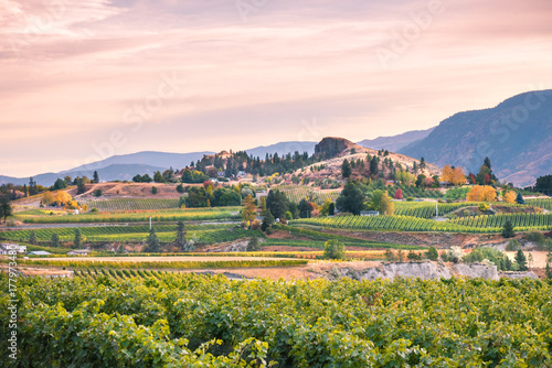 Fotografi Sunset landscape of vineyards in autumn with mountains in background