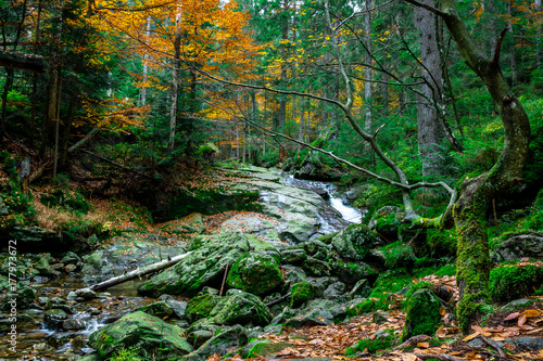 Bachluaf im Herbst mit Laub im Bayerischen Wald