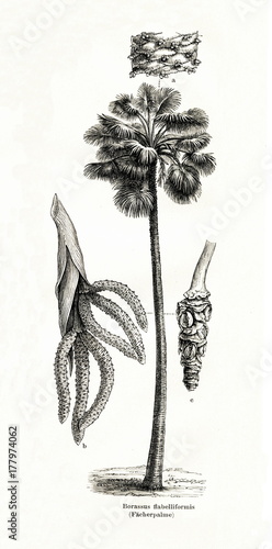 Palmyra palm (Borassus flabellifer) (from Meyers Lexikon, 1896, 13/442/443) photo