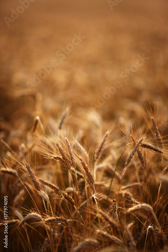 Spica closeup on wheat field in the evening