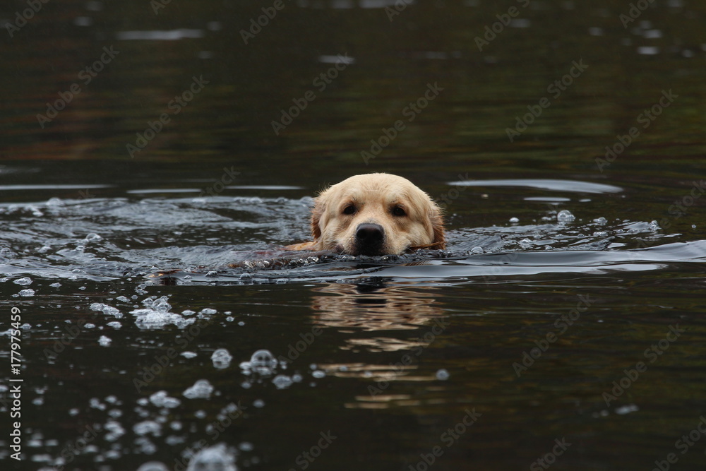 Golden retriever swimming.
