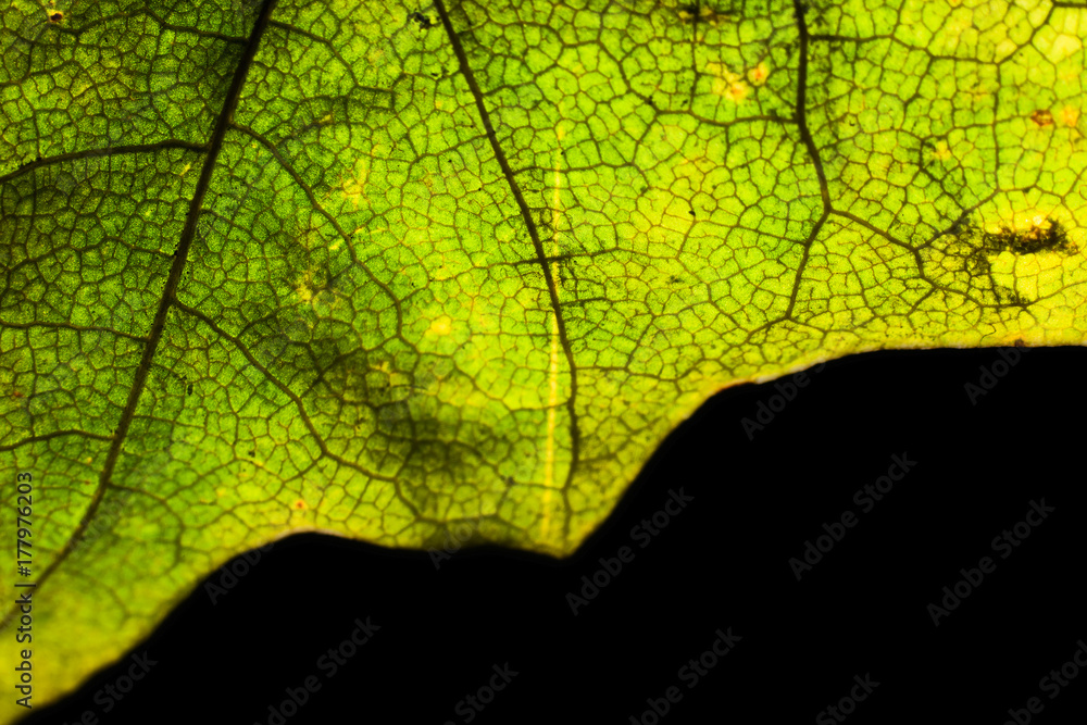 Obraz premium Part of an autumn green maple leaf macro isolated on a black background
