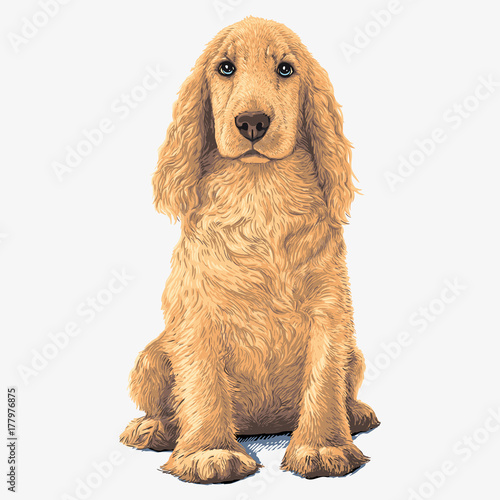 Golden Cocker Spaniel dog. Sitting