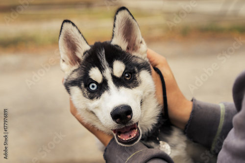 Siberian hussy dog with colorful eyes puts his head in the hands of the owner and smiles
