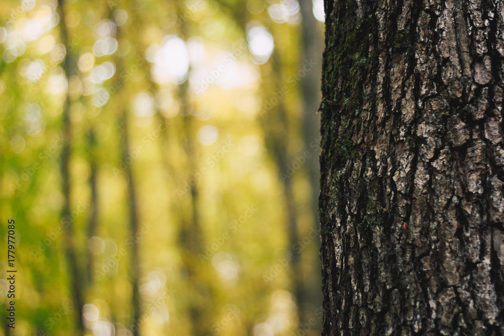 Obraz premium Tree trunk in yellow autumn forest scene