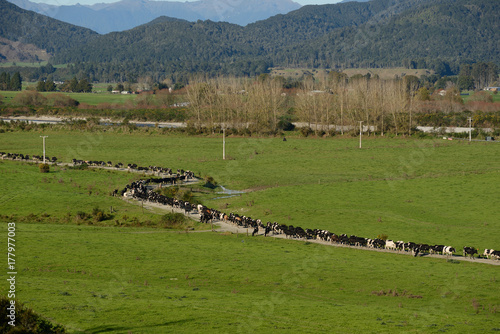 milking time photo