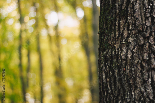 Tree trunk in yellow autumn forest scene