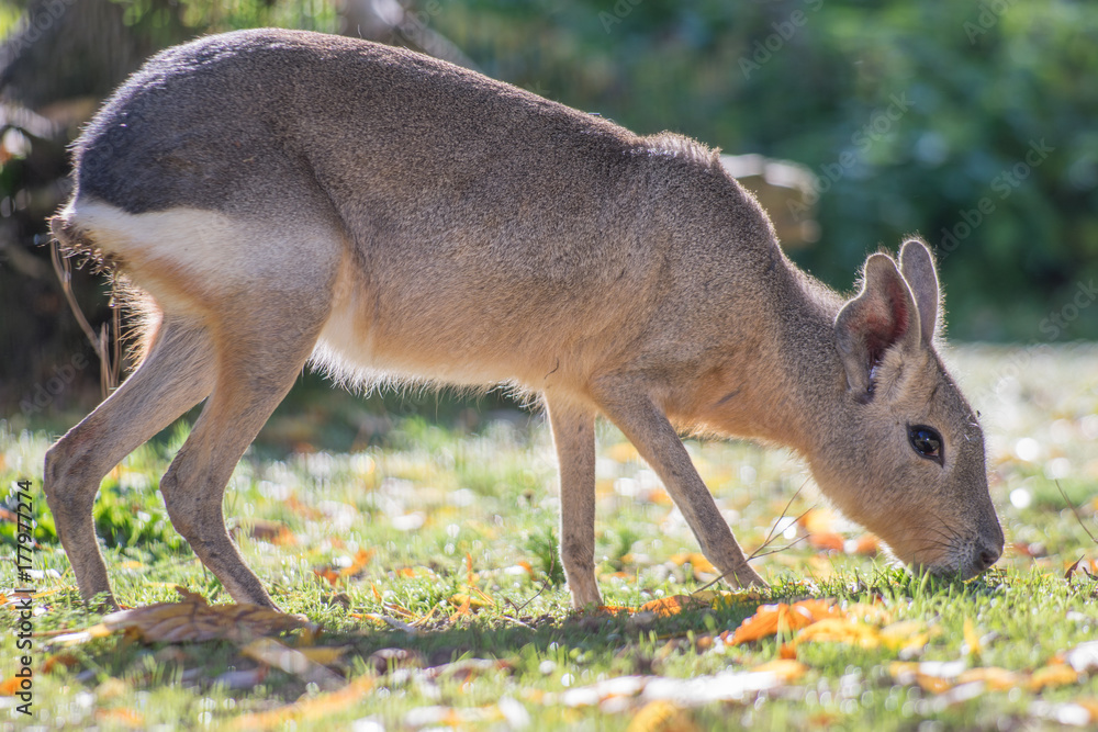 Fototapeta premium Mara / Pampashase beim Grasen in Nahaufnahme 