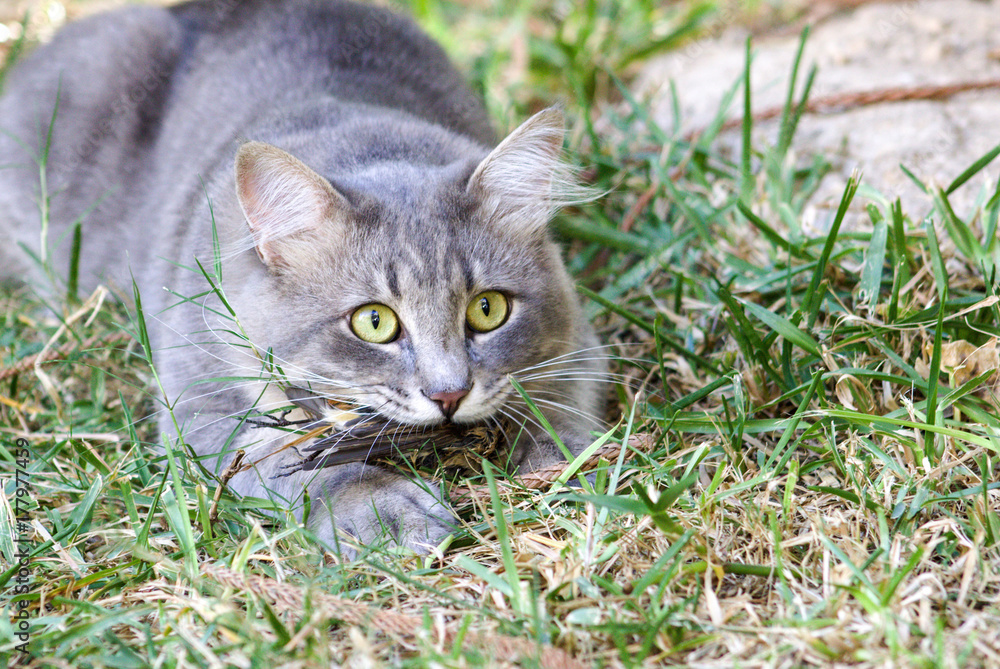 Cat with bird in the mouth. Cat with bird in the mouth.