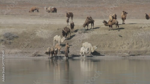 herd of camels graze on the banks of the river