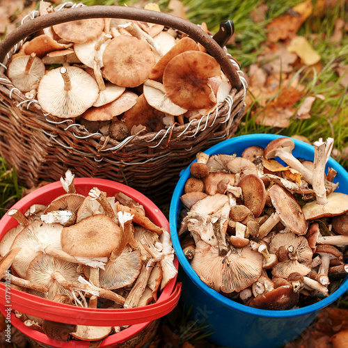 Successful mushroom hunting in the autumn forest