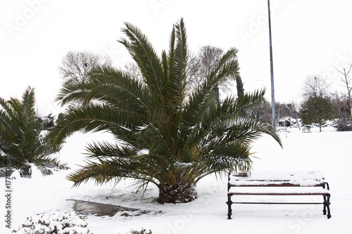 Palm tree and the snow