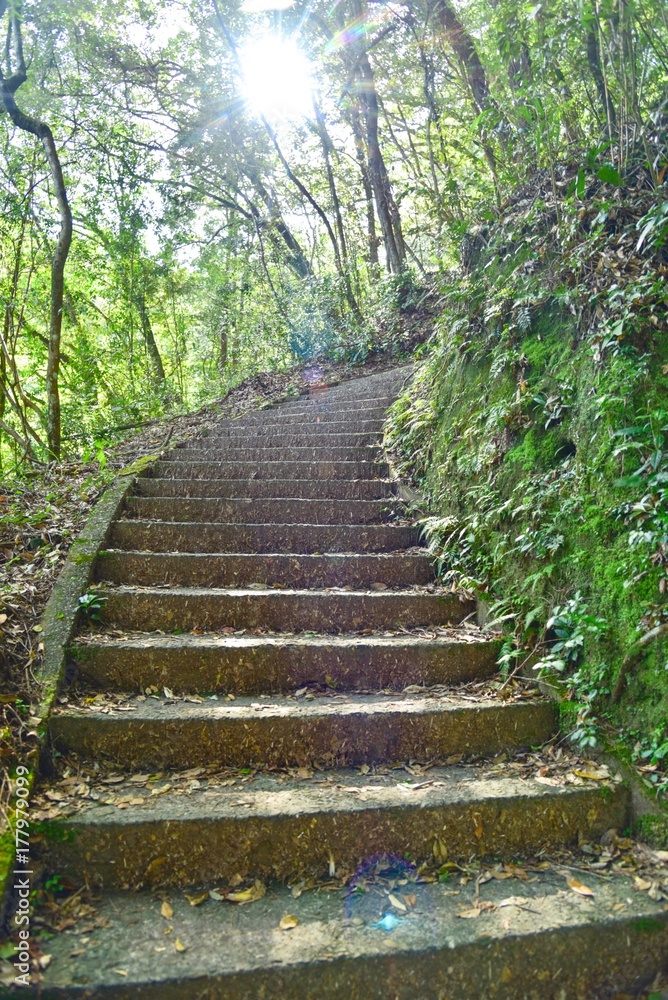 Naklejka premium Stairways into a Forest in Japan