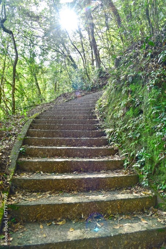 Stairways into a Forest in Japan