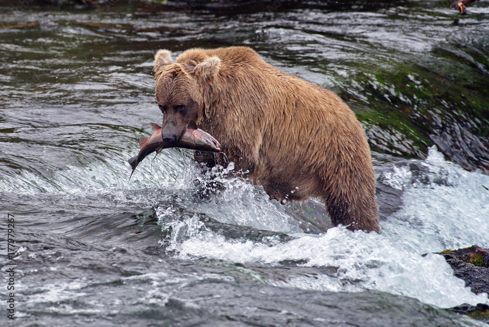 Brown Bear Brooks Falls Katmai Fishing Brown Bear Brooks Falls Katmai Fishing
