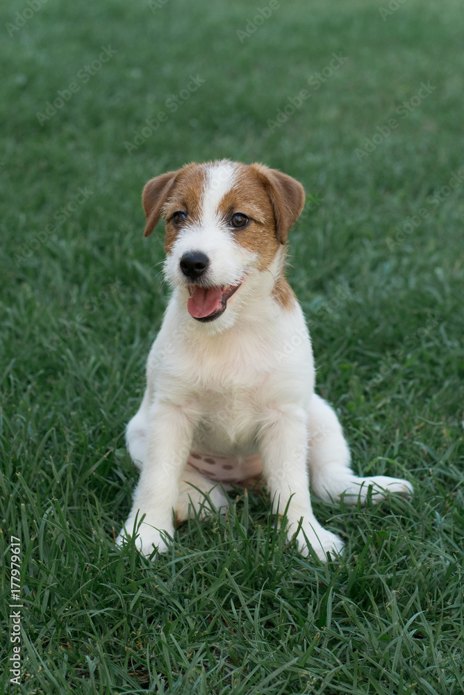 Puppy Jack Russell Terrier