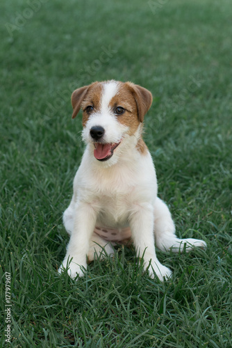 Puppy Jack Russell Terrier © artsstudio
