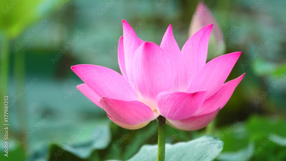 Beautiful flowers background. Beauty blossom pink lotus flower, yellow pistil with green leaf background in a country in early morning. Clip 4k high resolution Beautiful flowers background. Beauty blossom pink lotus flower, yellow pistil with green leaf background in a country in early morning. Clip 4k high resolution