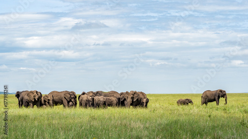 Canvas Print Elephants