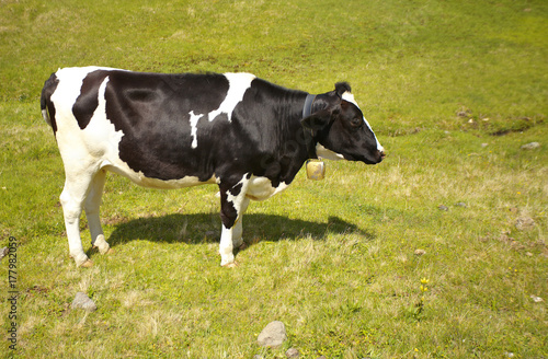 Caw standing on the meadow