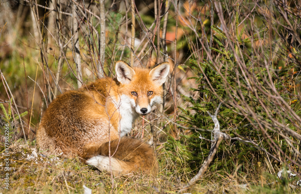 Rotfuchs am Waldrand