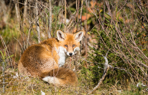 Obraz na płótnie Rotfuchs am Waldrand w salonie