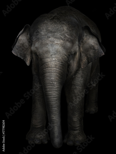big gray elephant on a black background © plus69