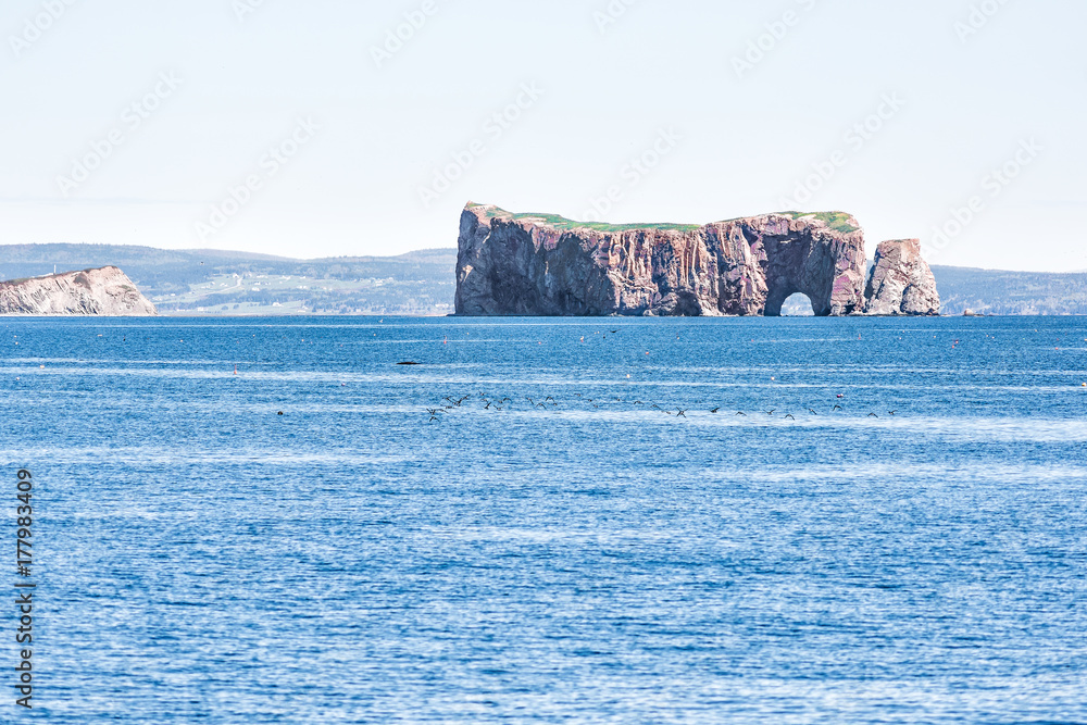 Naklejka premium Many guillemots black birds swimming flying away by Rocher Perce rock and Bonaventure island in Gaspe Peninsula, Quebec, Gaspesie region