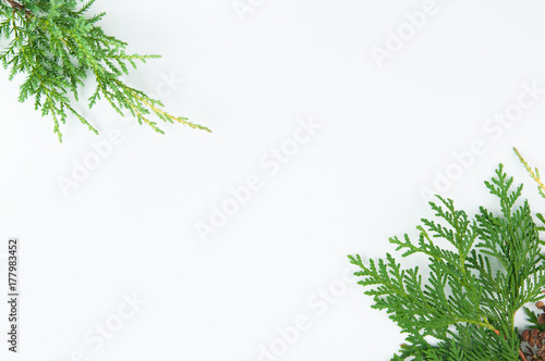 greenery for christmas on a white background