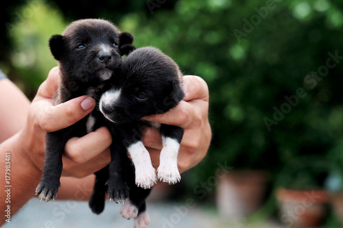 carry poor black breed puppy of Thailand with human big hand .have some space for write wording 