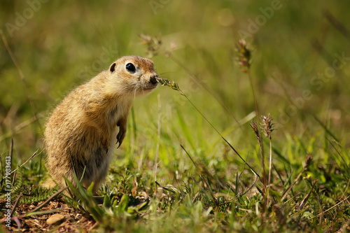 Funny ground squirrel on the ground with a leaf in his mouth