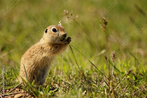 Funny ground squirrel on the ground with a leaf in his mouth © Tatiana