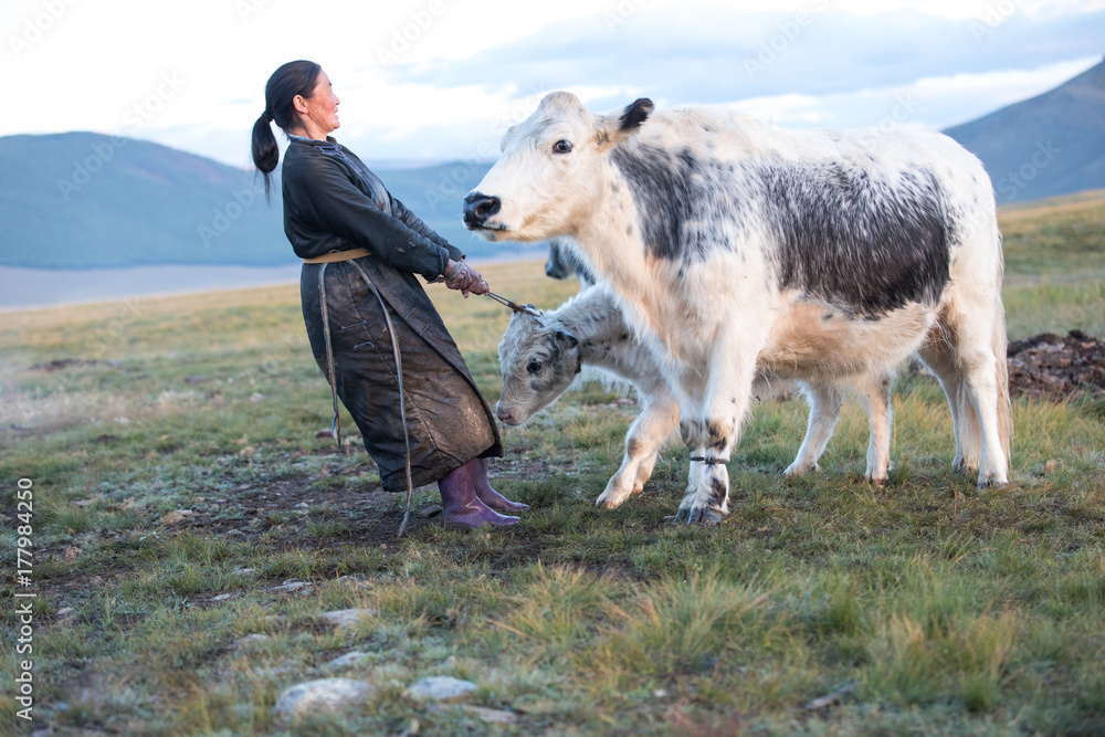 Fototapeta premium Mongolian woman milking a yak in northern Mongolia.