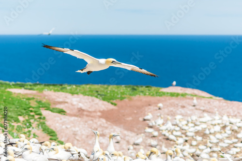Overlook of white Gannet birds colony nesting on cliff on Bonaventure Island in Perce  Quebec  Canada by Gaspesie  Gaspe region with one bird flying above ground