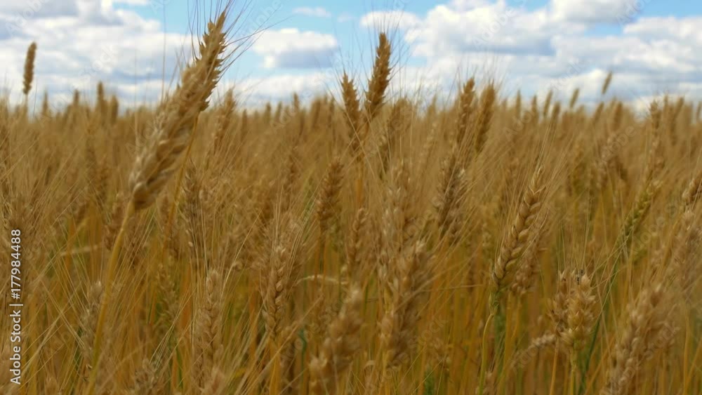 Gold wheat is ready for harvest. Spikelets of wheat close-up against the background of a cloudy sky. Gold wheat is ready for harvest. Spikelets of wheat close-up against the background of a cloudy sky.