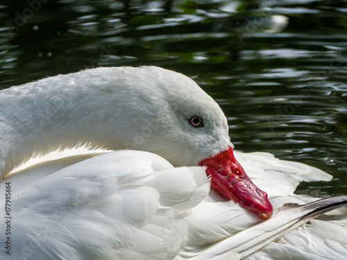 Swan Portrait