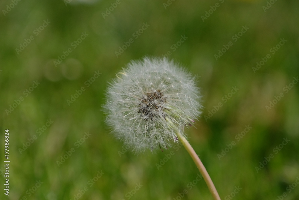 full dandelion